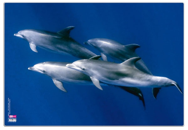 Posterunterlage Delfine